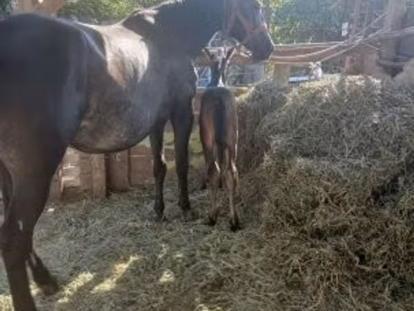 Yegua, Caballos