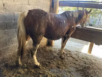 母马, Horses — 照片 5