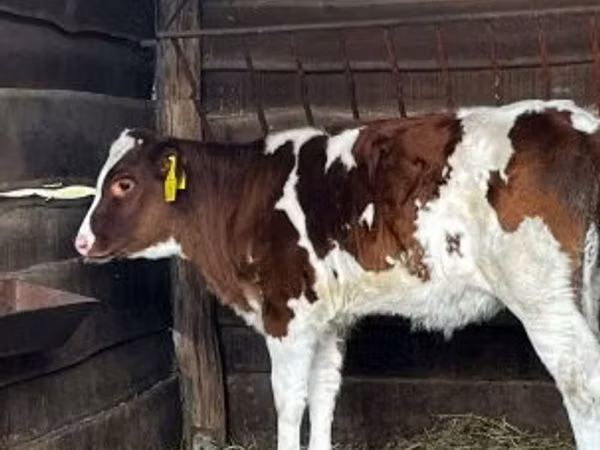 Ng'ombe jike, Simmental cattle