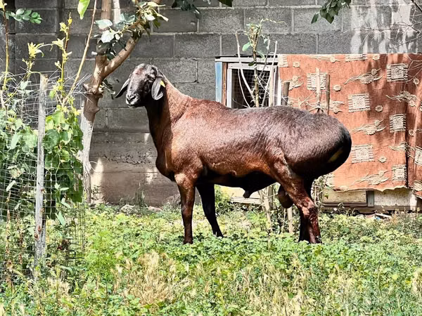 Ram, Sheep
