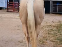 Horse (M), Quarter Horse — photo 8