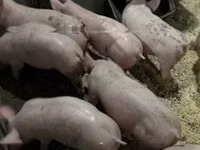 Pigs (batch, sex not specified) — photo 1