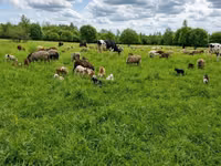 母牛, Holstein breed — 照片 5