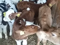 ثور, Simmental cattle — الصورة 2