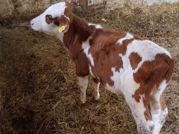 Ng'ombe dume, Simmental cattle