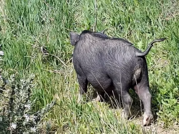 Boar, 