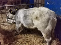 أبقار (دفعة، الجنس غير محدد), Charolais cattle — الصورة 6