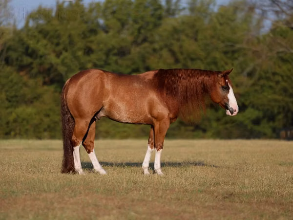 Hengst, Quarter Horse