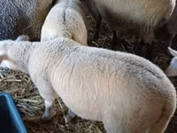 Widder, Romanov sheep — Foto 3