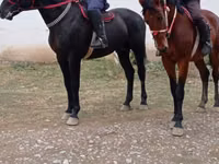 Farasi dume, Karabakh horse — picha 2
