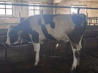 Toro, Simmental cattle — foto 4
