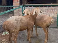 Sheep, Arashan sheep — photo 2
