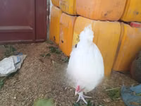 Leghorn — picha 1