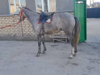 Caballo, Friesian sport horse — foto 3