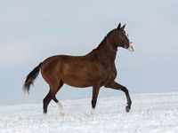 Farasi jike, Akhal-Teke — picha 5