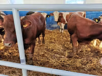 Bovinos (lote, sexo no especificado), Simmental cattle — foto 5