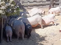 Boar — photo 4