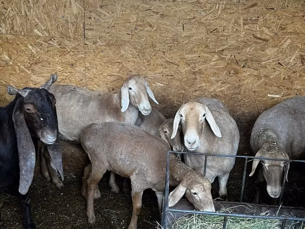 Sheep, Arashan sheep