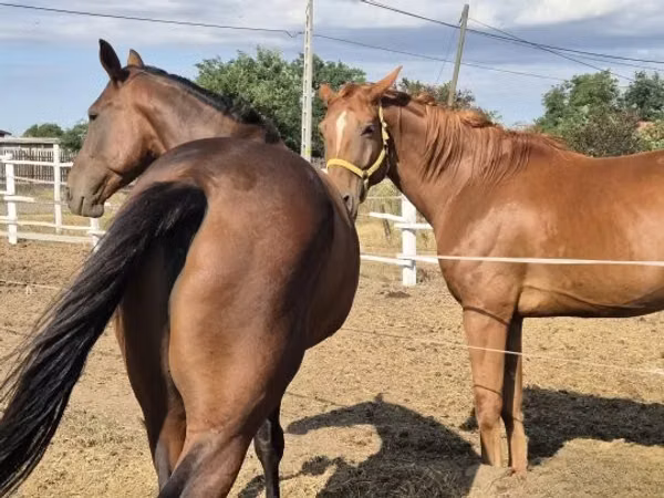 Caballo, Caballos