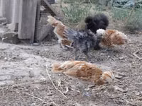 Danish hen — picha 3