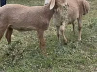 Schaf, Arashan sheep — Foto 2