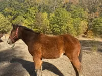 Caballo, Međimurje horse — foto 2