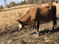 Ng'ombe jike, Ala-Tau breed — picha 2
