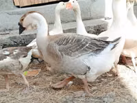 Geese — फ़ोटो 3