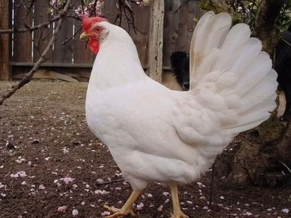Leghorn
