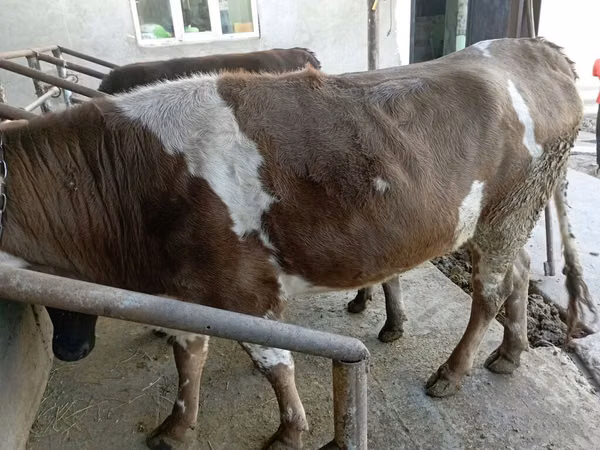 Ng'ombe jike, Simmental cattle