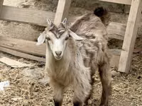 Mbuzi jike, Saanen goat — picha 2