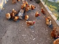 Chickens — Foto 1