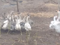 Geese — फ़ोटो 1