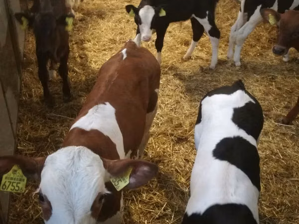 أبقار (دفعة، الجنس غير محدد), Simmental cattle