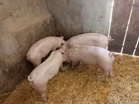 Sow, Pigs — photo 1