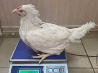 Chickens — 照片 6