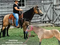 فرس, Missouri foxtrotter — الصورة 1