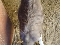 تيس, Toggenburg goat — الصورة 3