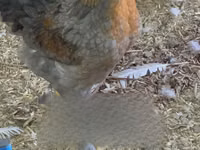 Brahma — photo 4