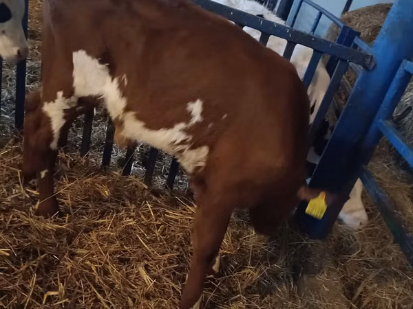 Ng'ombe dume, Simmental cattle