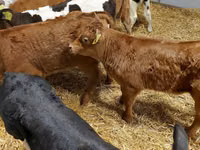 公牛, Limousin cow — 照片 5