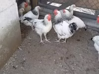 Danish hen — picha 1