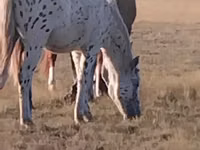 Caballo, Priob horse — foto 1