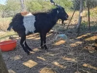 Billy Goat, Pomellata goat — photo 1