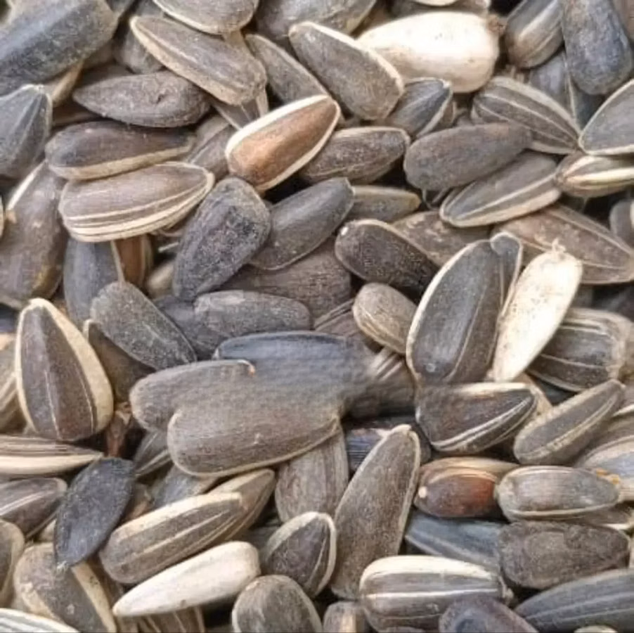 Sunflower Seeds Non Gmo