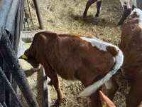 Cattle (batch, sex not specified), Simmental cattle — photo 5