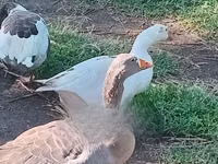 Geese — picha 1