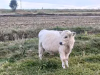 Bulle, Galloway-Rind — Foto 1