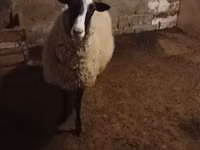 母羊, Romanov sheep — 照片 4