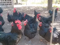 Australorp — Foto 2